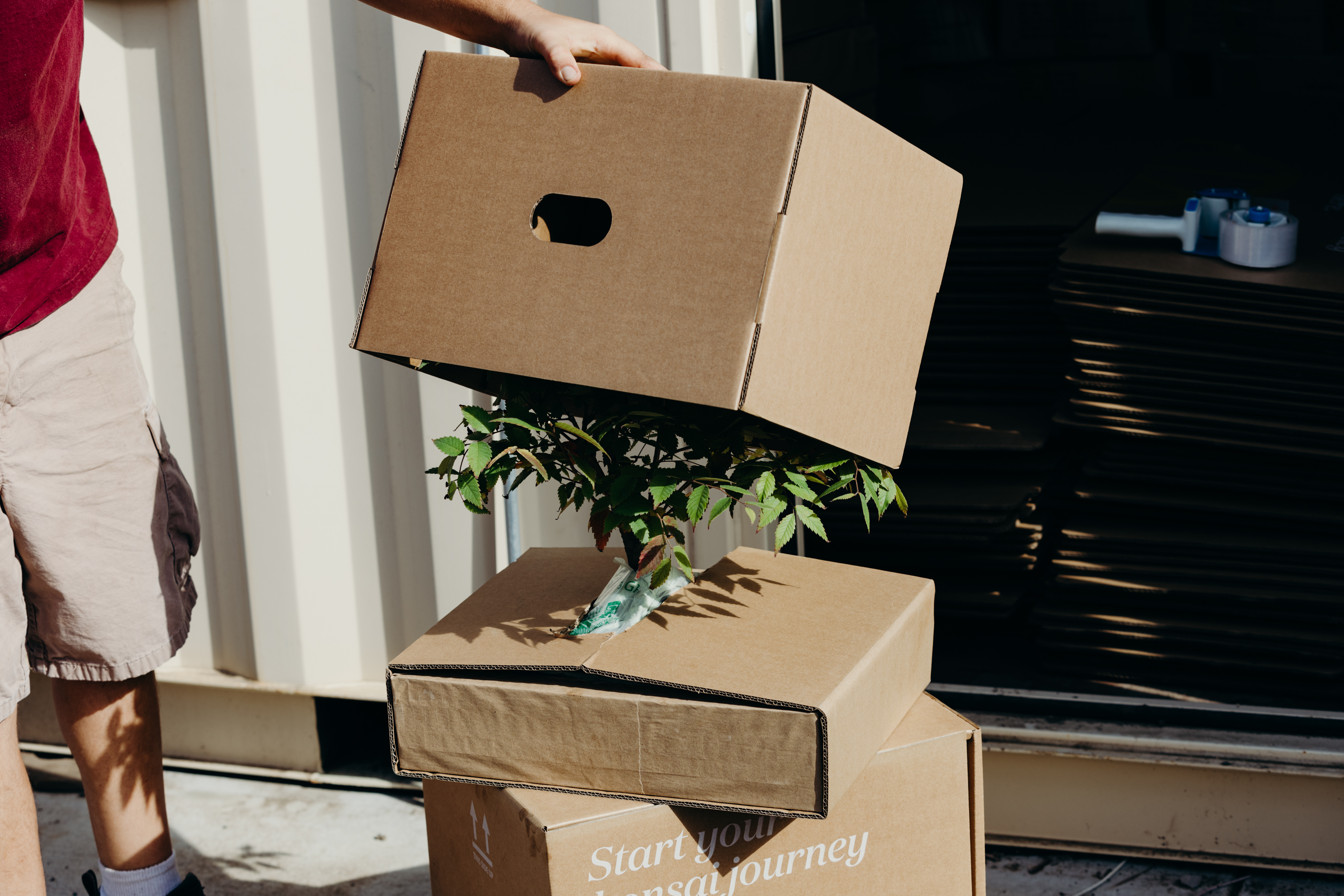 Tree box lifestyle 3