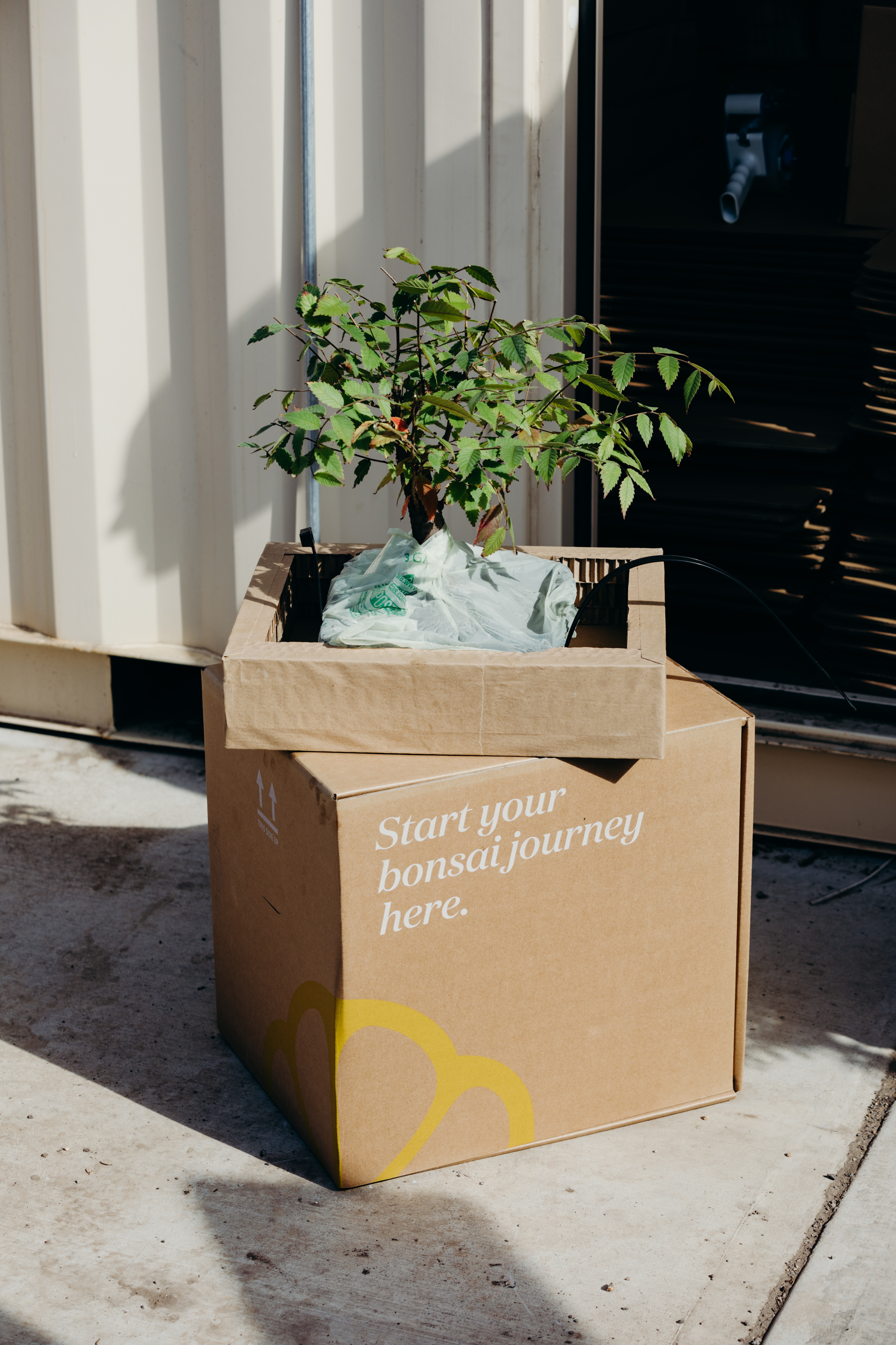 Tree box lifestyle 4