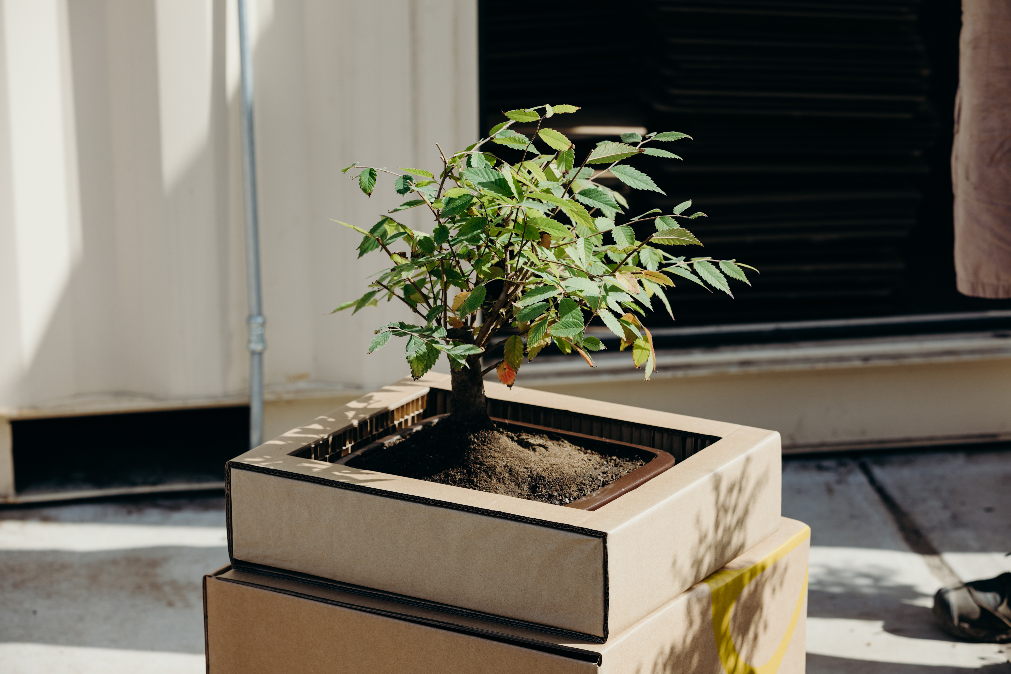 Tree box lifestyle 5